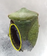 アオクサカメムシの特徴　腹部背面が黒色の写真