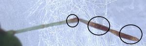 ミナミアオカメムシの触角の写真