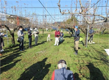 ナシ園地での冬季せん定講習会1の画像