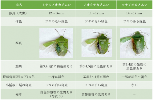 表1　カメムシ類の判別方法（写真提供：埼玉県病害虫防除所）​画像