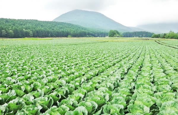 国内最大のキャベツ生産地のつまごい村の画像