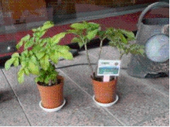 旅館に設置したコンニャクの鉢植えの写真