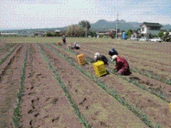 渋川市での定植作業画像