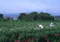 榛名山を望むコギク畑での収穫作業風景写真