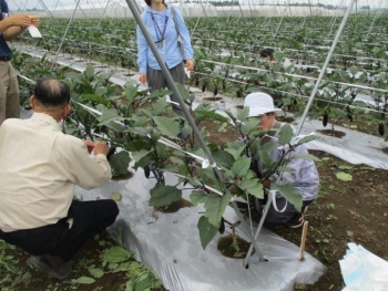 ほ場での天敵設置体験写真