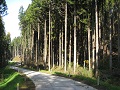 林道の写真