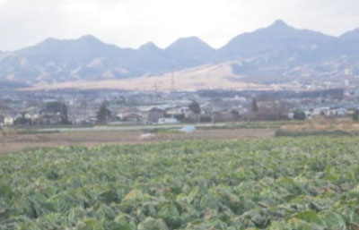 白菜畑と榛名山の写真