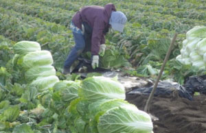 国府白菜収穫風景写真