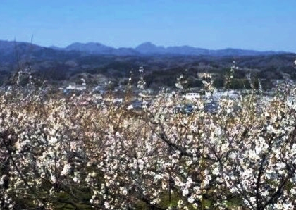 梅林と榛名山の写真