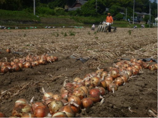 タマネギ収穫の様子写真