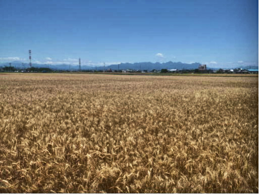 高崎市下大類町の麦畑写真