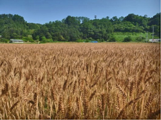 富岡市中高瀬地区の麦畑写真