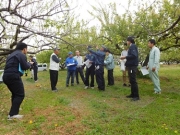 5月 ウメ「白加賀」の作況調査実施の写真