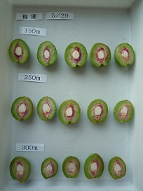 ウメの生産環境改善による果実品質の向上写真2