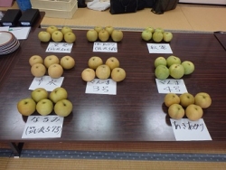 ナシ県育成系統等の試食の画像