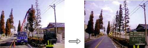 街路樹管理前後の比較写真