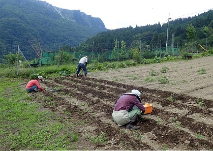 アワバタダイズの定植作業の写真