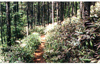 カラマツ林の山路の画像