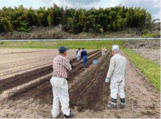 定植作業の様子画像