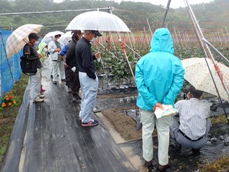 露地ナス新規栽培者現地講習会2画像