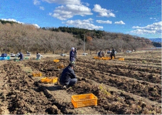 試験栽培ほ場での掘取作業画像