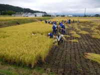 稲刈りの様子写真