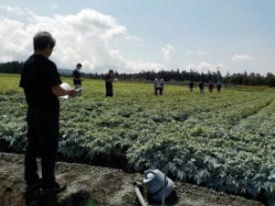 こんにゃく立毛審査の様子写真