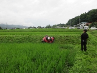 除草機の実演の様子写真