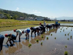 田植えの様子写真