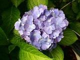 アジサイの青い花写真