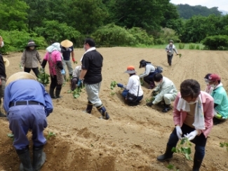 サツマイモ定植の様子写真