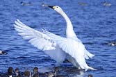 ガバ沼の白鳥の写真