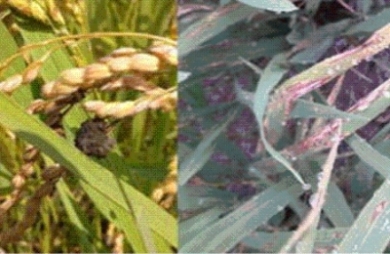 稲こうじ病（左）、いもち病（右）写真
