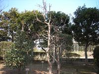 カリンの樹形写真