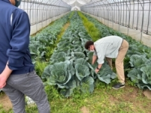 種苗会社と連携した生育調査の様子の写真