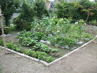 寮庭で野菜作りの画像