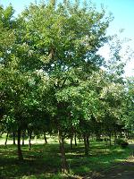 コナラの樹形写真
