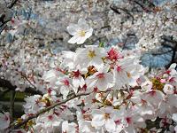 ソメイヨシノの花写真