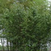 サンシュユの樹形写真