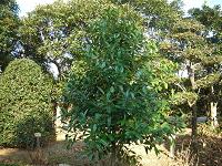 タラヨウの樹形写真