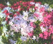 クルメツツジの花写真