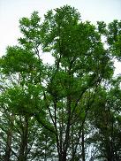 ニセアカシアの樹形写真