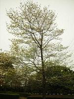 ハナミズキの樹形写真