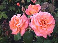 桃色のバラの花写真