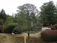 モッコクの樹形写真