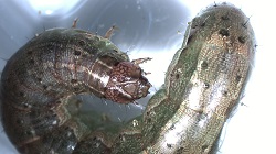 捕獲されたツマジロクサヨトウ幼虫の写真