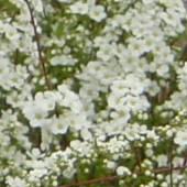 ユキヤナギの花写真