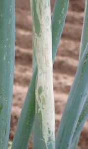 写真1はネギハモグリバエB系統による食害で葉の白化症状の写真
