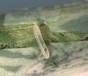 写真4はネギハモグリバエ幼虫の写真