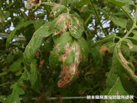 図1はトマトキバガによるトマトの葉の被害の画像
